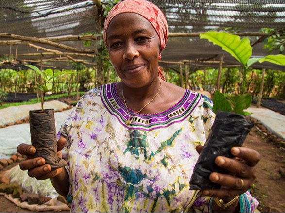 The Palm Farms